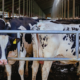 Cow Img 1